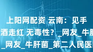 上阳网配资 云南：见手青精酿啤酒走红 无毒性？_网友_牛肝菌_第二人民医院